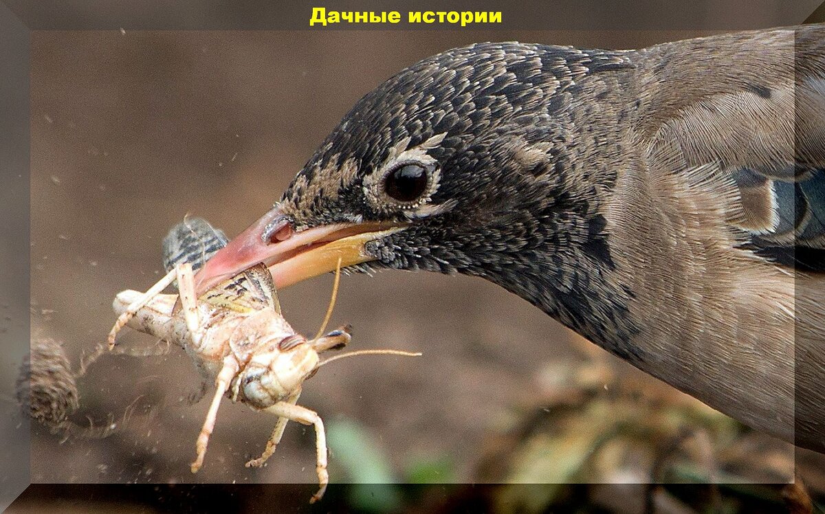 Добровольные помощники дачника в борьбе с вредителями: каких насекомых и птиц нельзя обижать на даче