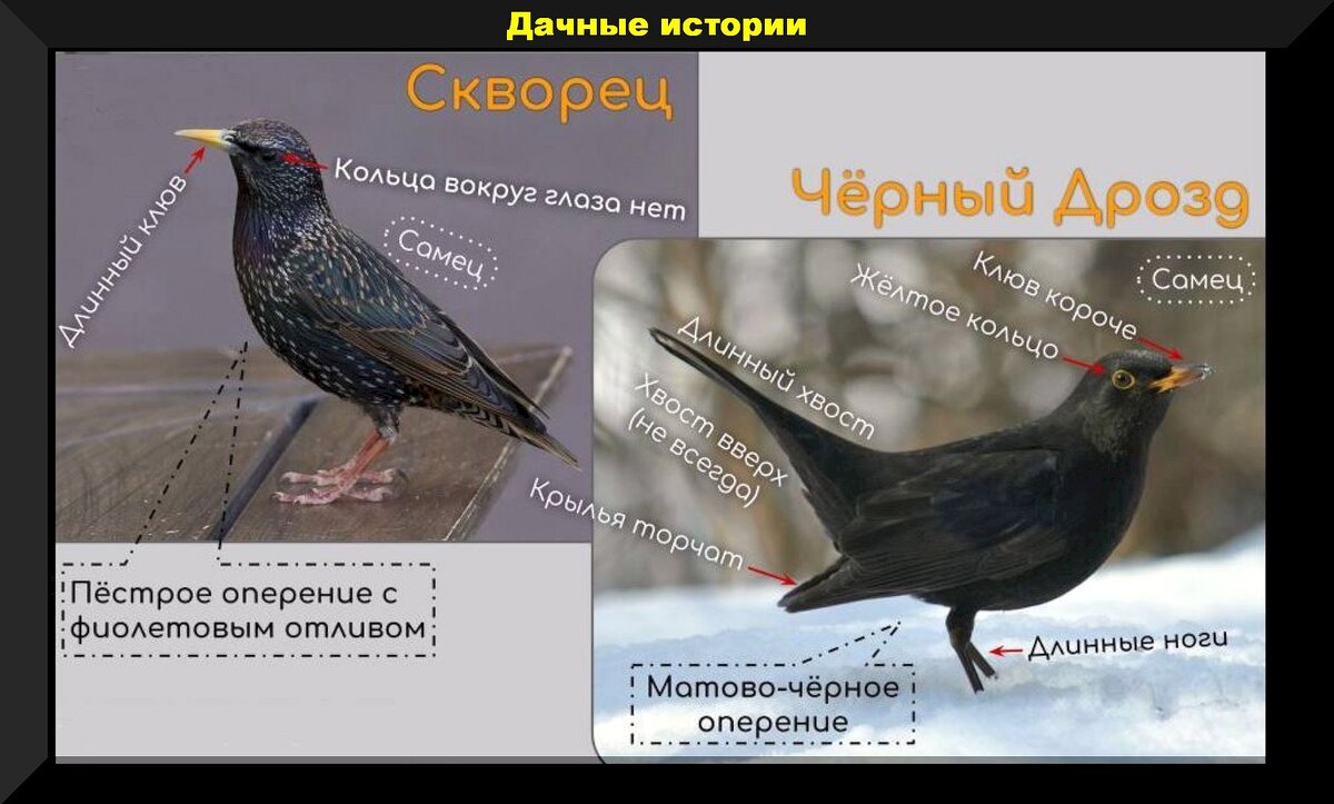 Добровольные помощники дачника в борьбе с вредителями: каких насекомых и птиц нельзя обижать на даче