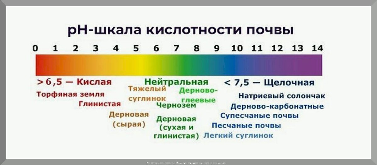 Самое важное о кислотности почвы: факты, которые садоводы и огородники, должны знать о кислотности почвы