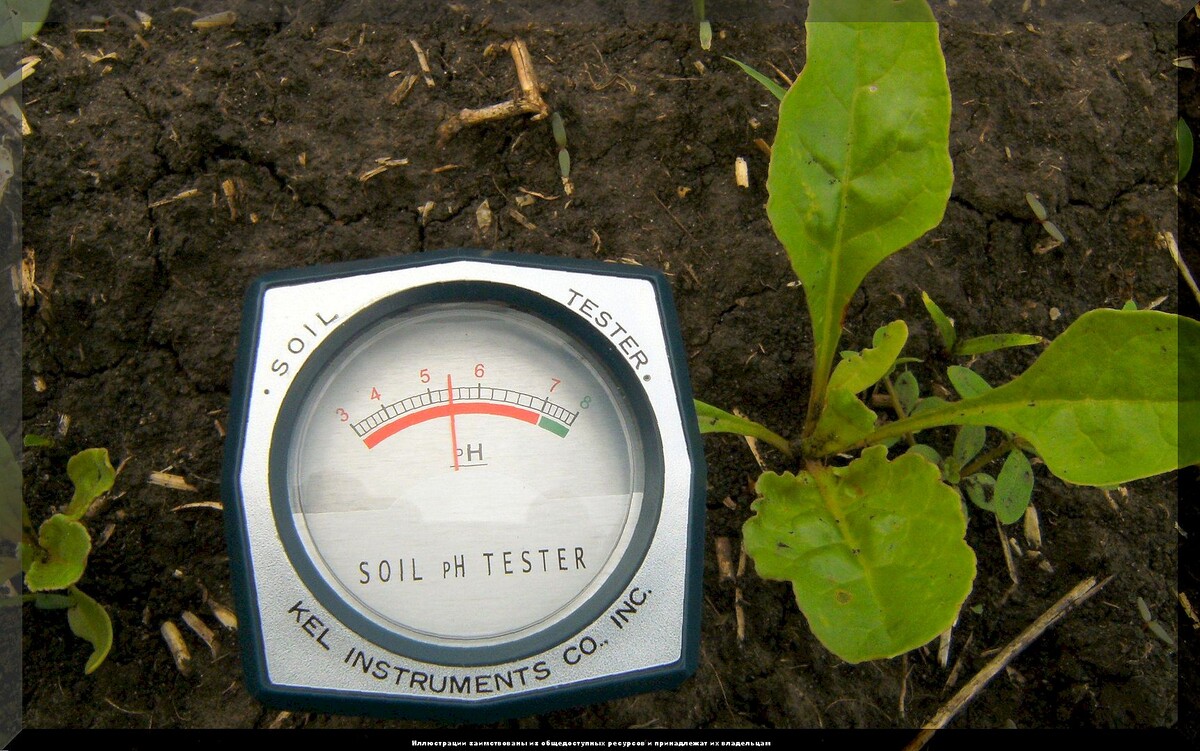 Самое важное о кислотности почвы: факты, которые садоводы и огородники, должны знать о кислотности почвы