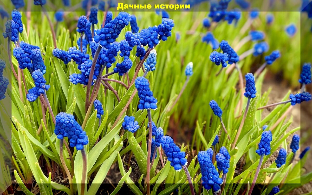 Многолетние цветы для холодного или короткого лета: какие многолетники для севера лучше выращивать, чтобы создать красивый цветник