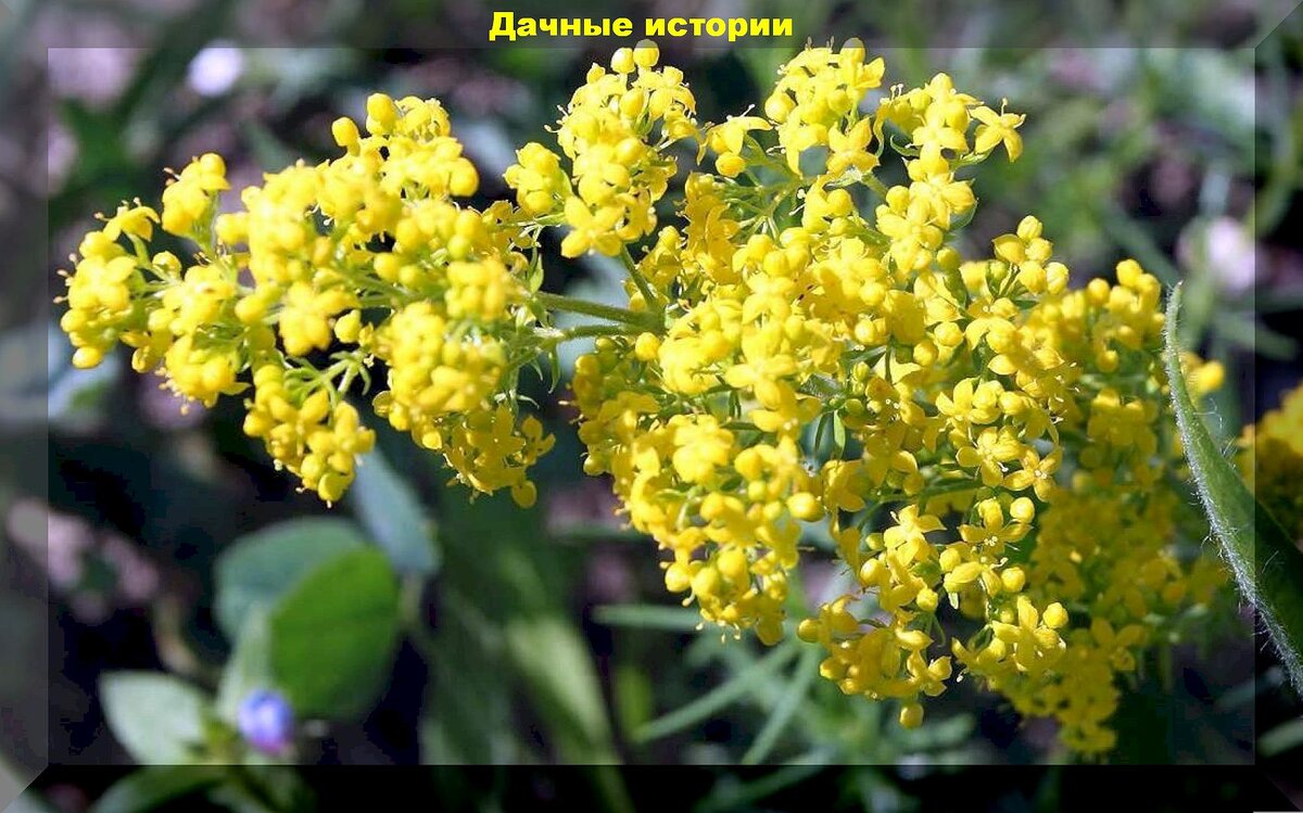 Многолетние цветы для холодного или короткого лета: какие многолетники для севера лучше выращивать, чтобы создать красивый цветник