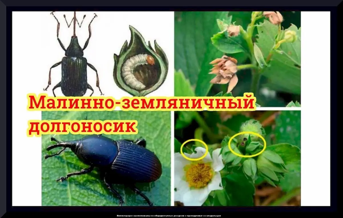 Секреты выращивания крупной клубники: тонкости весеннего ухода за садовой земляникой в вопросах и ответах