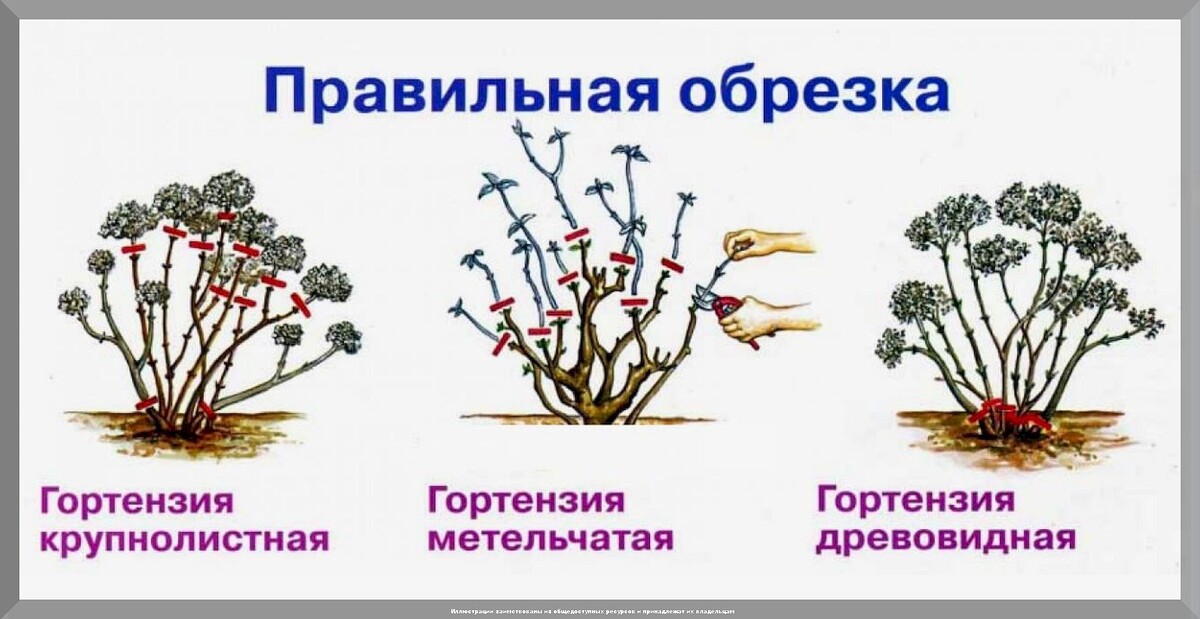 Как правильно ухаживать за гортензиями весной: самое главное в весеннем уходе за гортензиями