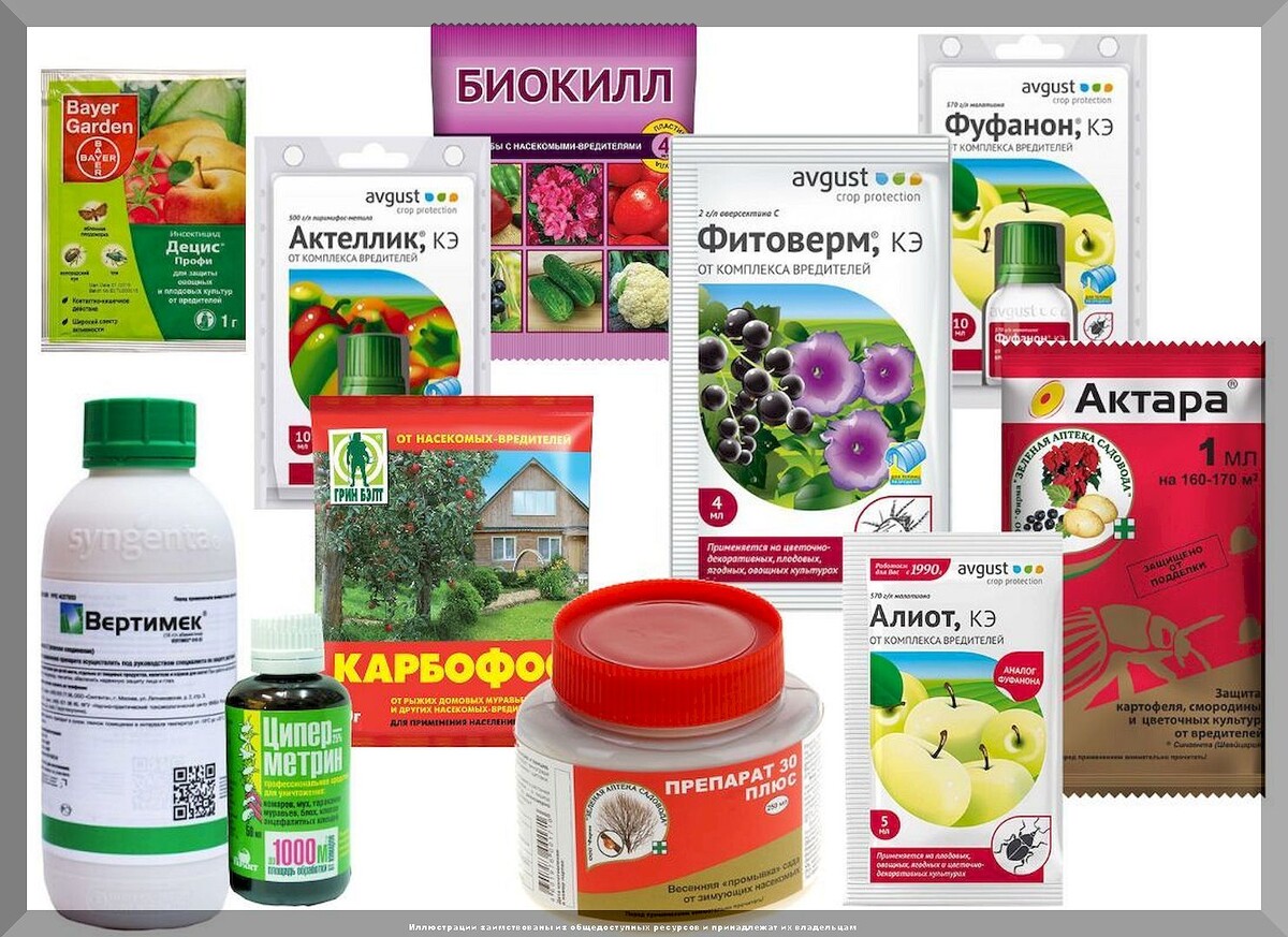 Тля и муравьи - начало борьбы: как весной не дать распространится вредителям в цветущем плодовом саду