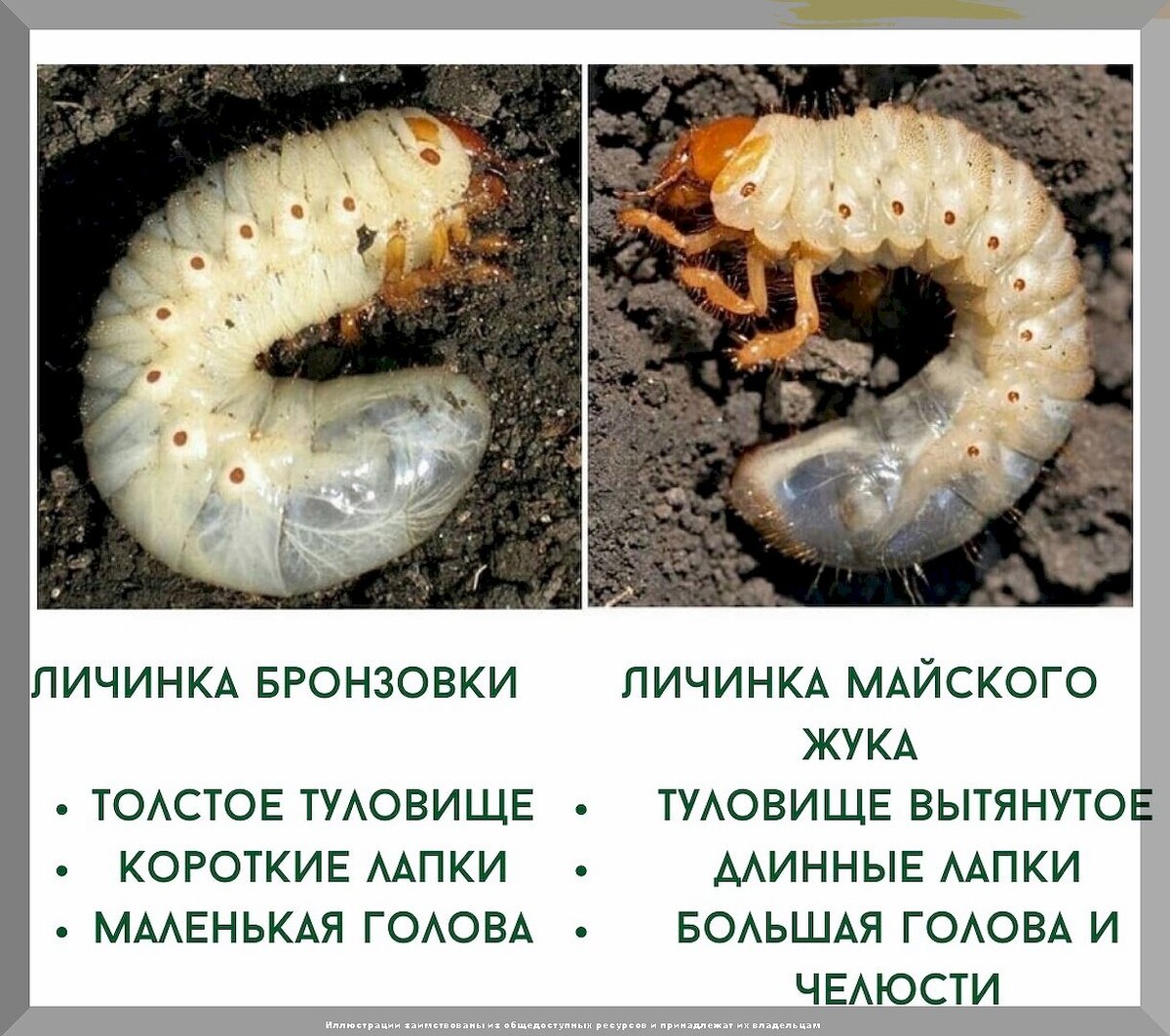 Почему нет ягод на смородине: секреты отменного урожая смородины в вопросах и ответах