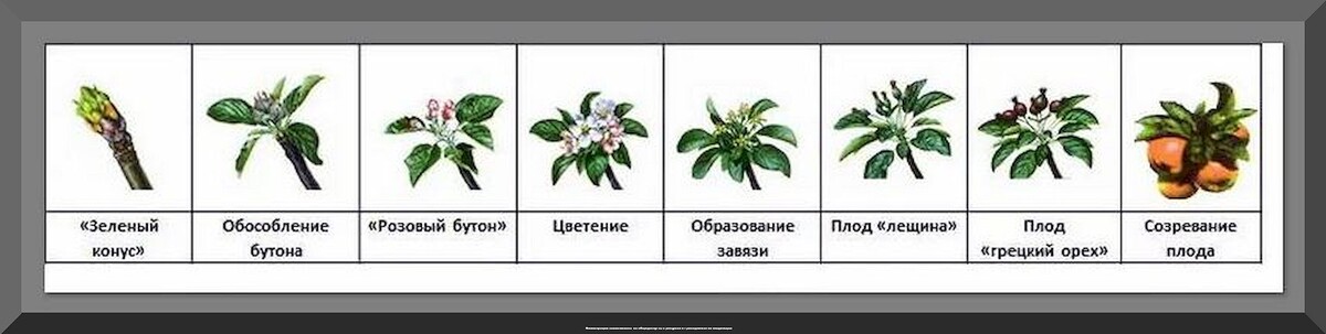 Как вырастить сад мечты: работы в плодовом саду в вопросах и ответах. Часть 6