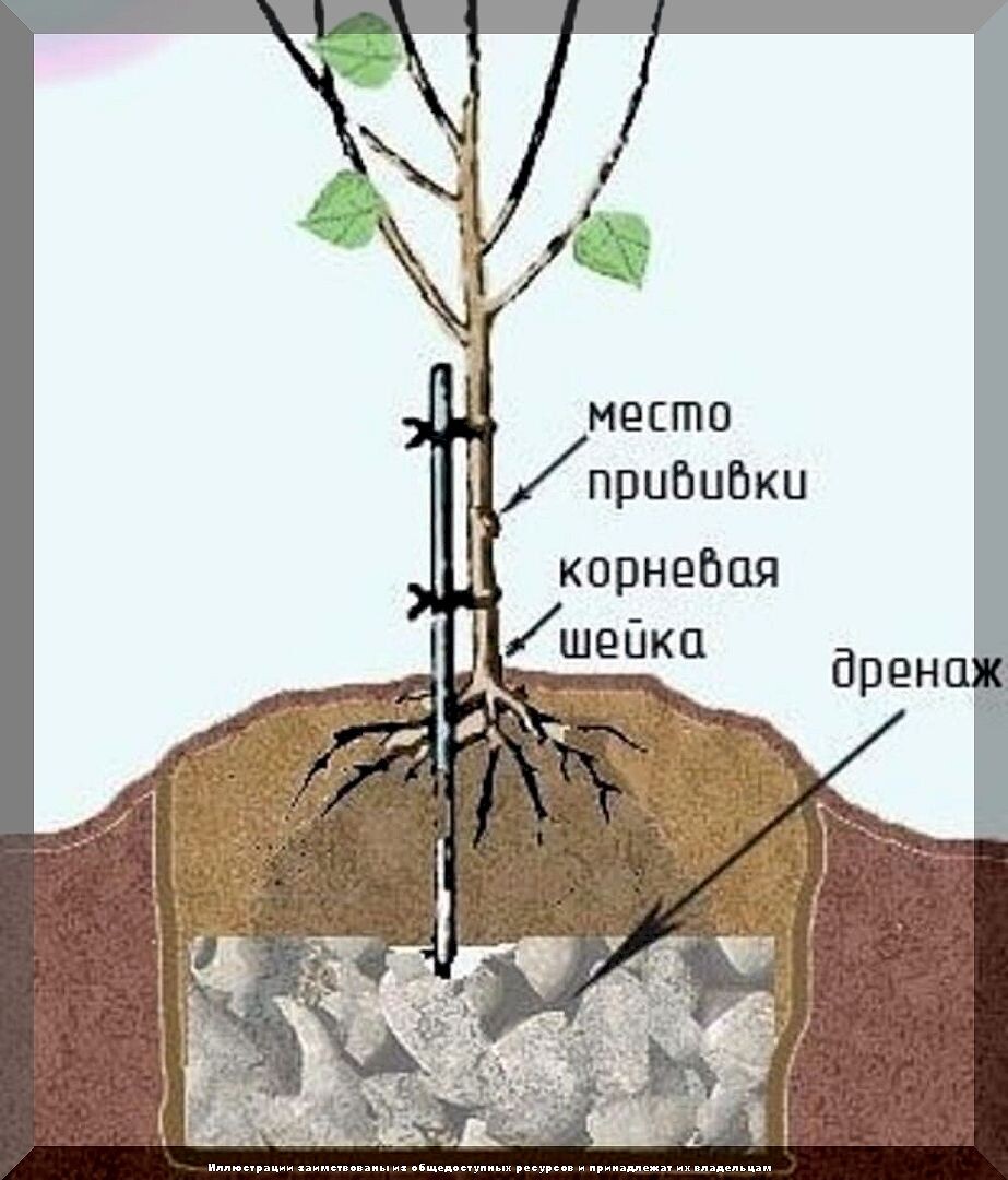 Как вырастить сад мечты: работы в плодовом саду в вопросах и ответах. Часть 6