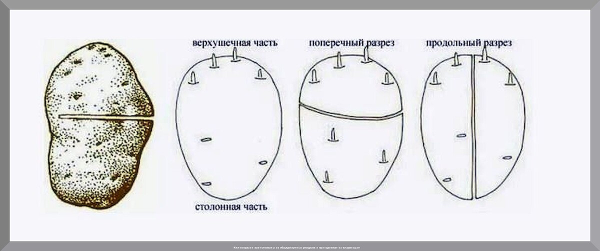 Как подготовить картофель к посадке: что нужно делать огороднику для получения богатого урожай картофеля, а что делать точно не следует