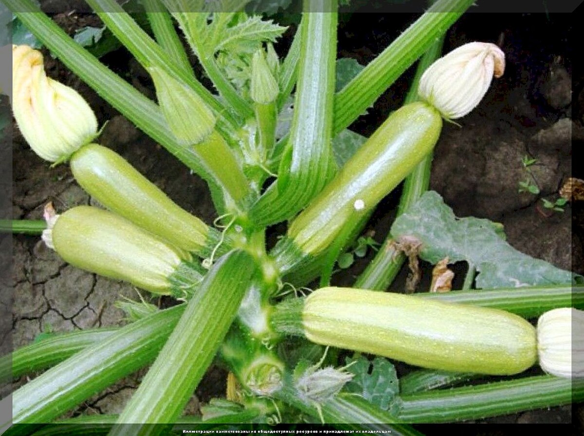 Вкусных кабачков будет гора: обзор самых урожайных, многократно проверенных сортов и гибридов кабачков