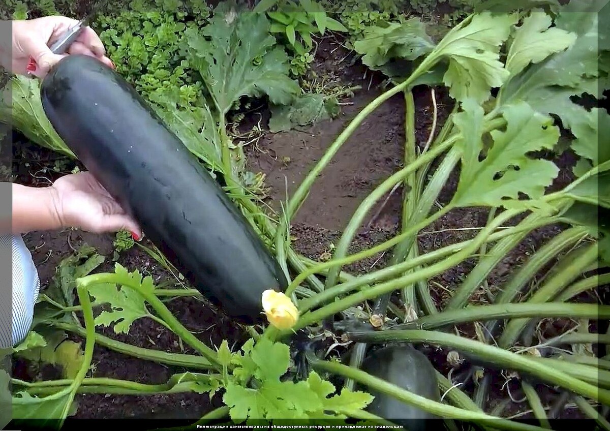 Вкусных кабачков будет гора: обзор самых урожайных, многократно проверенных сортов и гибридов кабачков
