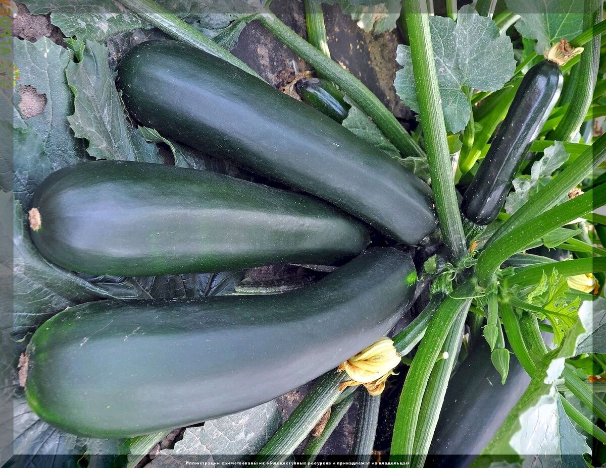 Вкусных кабачков будет гора: обзор самых урожайных, многократно проверенных сортов и гибридов кабачков