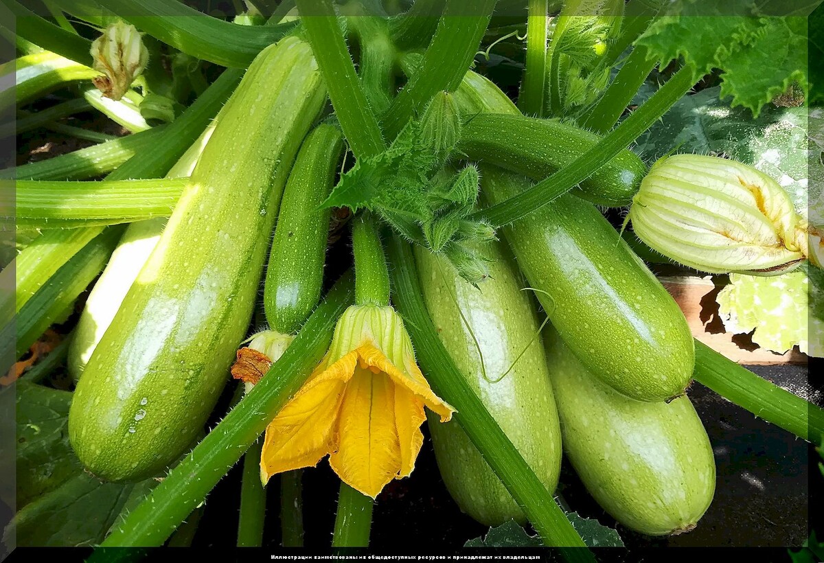 Вкусных кабачков будет гора: обзор самых урожайных, многократно проверенных сортов и гибридов кабачков