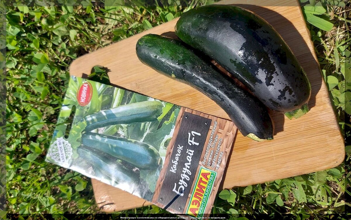 Вкусных кабачков будет гора: обзор самых урожайных, многократно проверенных сортов и гибридов кабачков