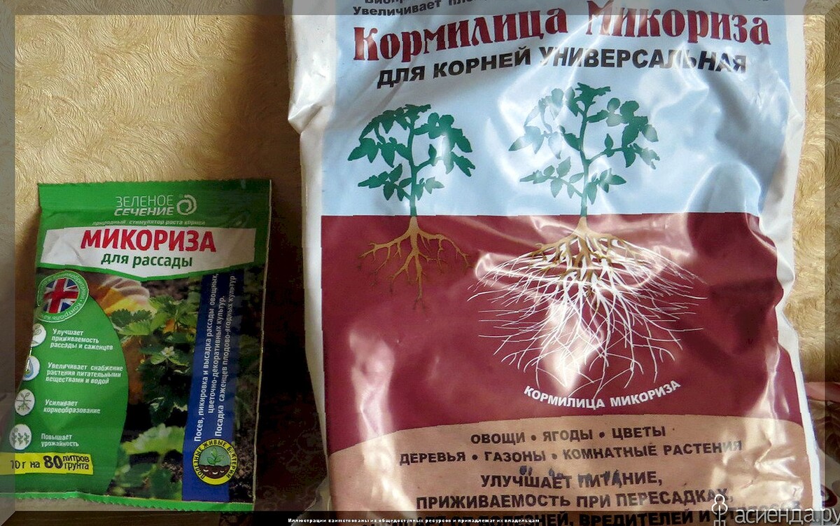 Секреты высадки рассады на постоянное место: как добиться полной приживаемости рассады и правильно ухаживать за ней после высадки