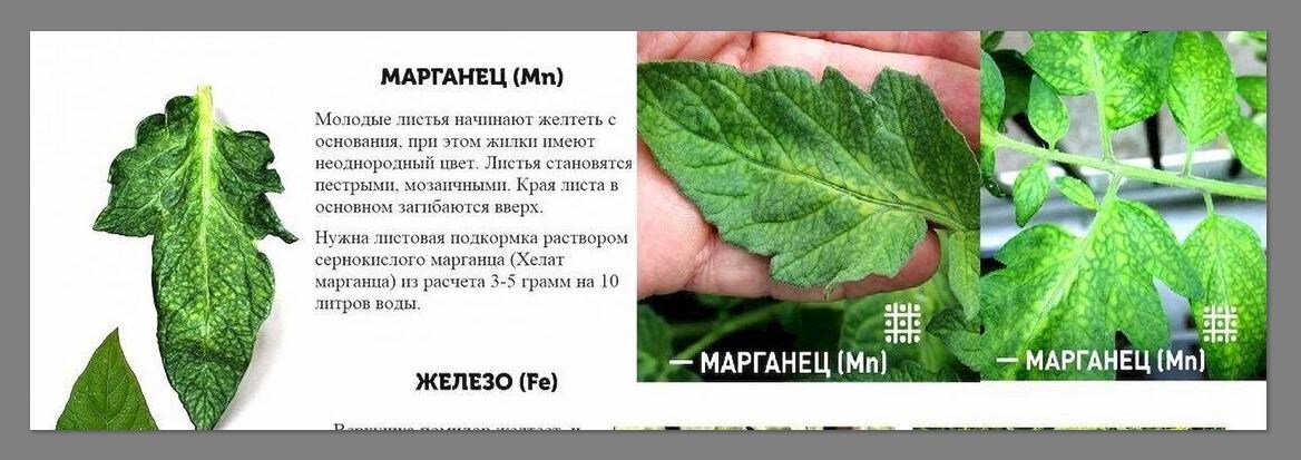 Секреты высадки рассады на постоянное место: как добиться полной приживаемости рассады и правильно ухаживать за ней после высадки