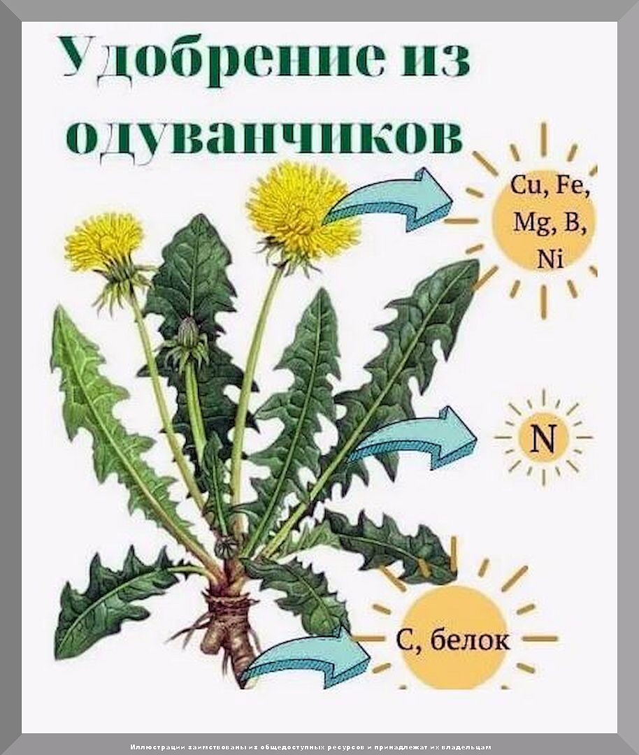 Важные нюансы выращивания огурцов: как в любой сезон вырастить огромный урожай вкусных огурцов