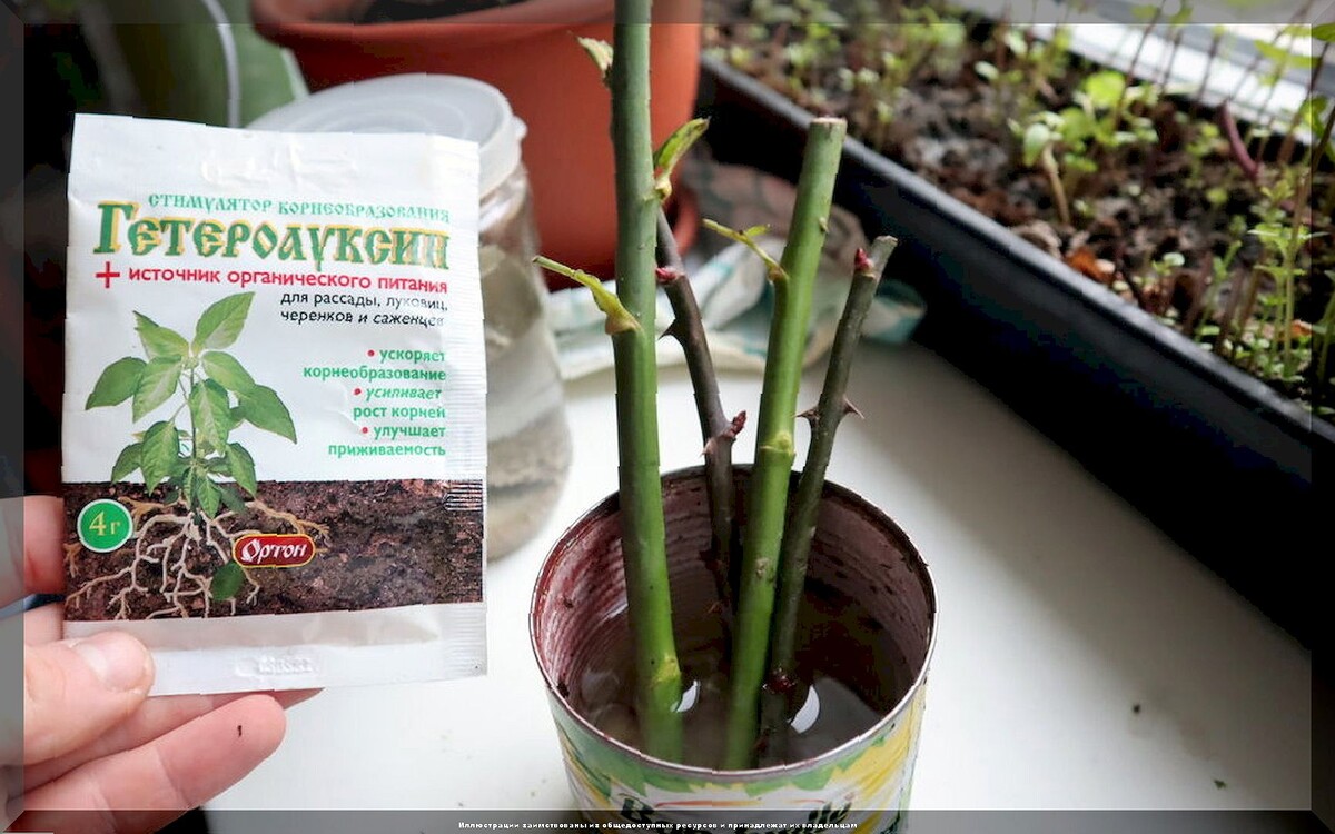 Обрезка декоративных кустарников весной: как, когда и какие декоративные кустарники обрезать весной