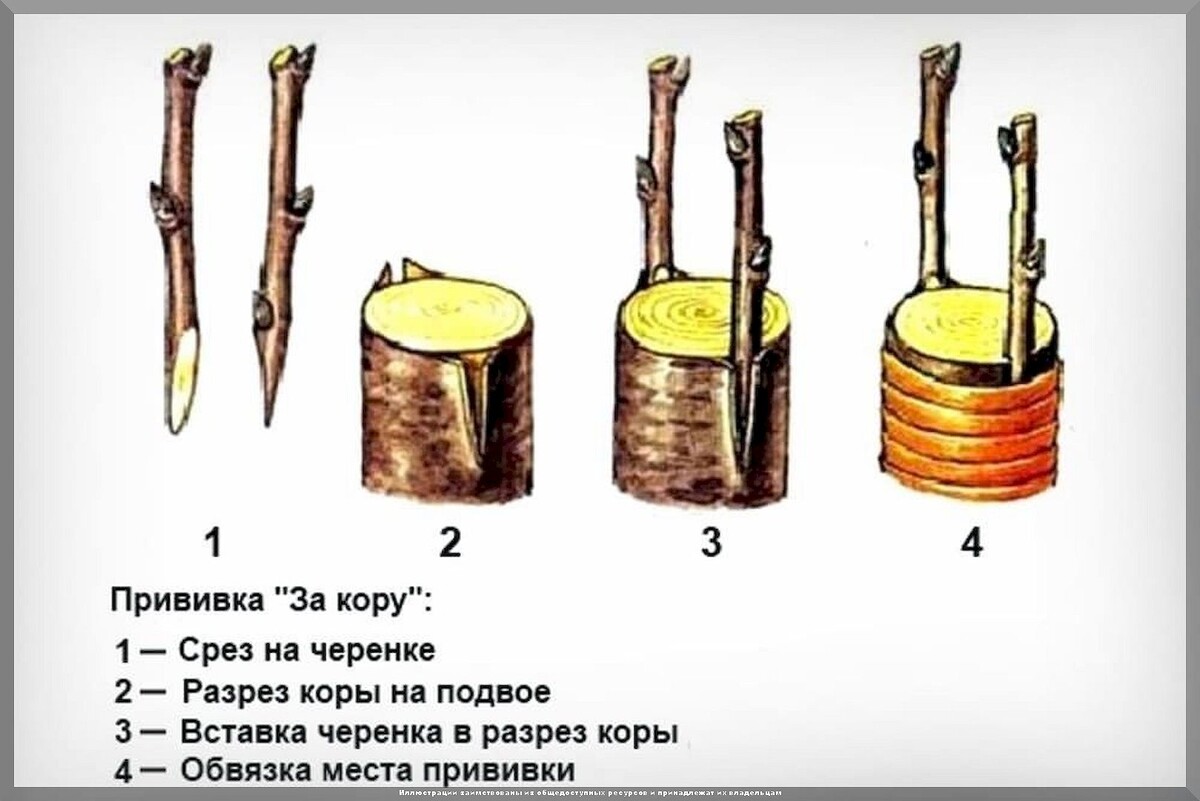 Учимся прививать плодовые деревья: прививка плодовых деревьев в основных вопросах и ответах