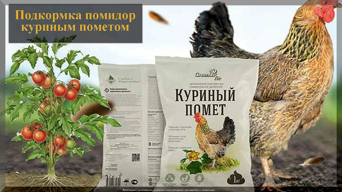 Как высаживать рассаду томата, чтобы она быстро прижилась: что нужно сделать с рассадой томатов до и после высадки на постоянное место