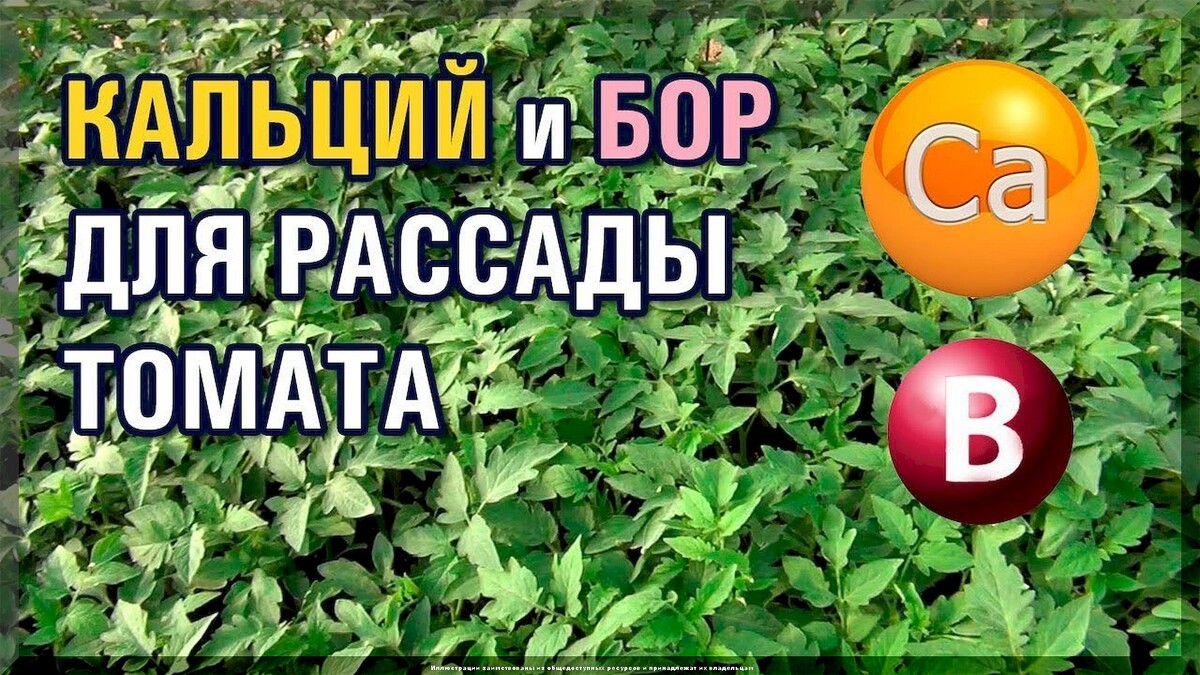 Как высаживать рассаду томата, чтобы она быстро прижилась: что нужно сделать с рассадой томатов до и после высадки на постоянное место
