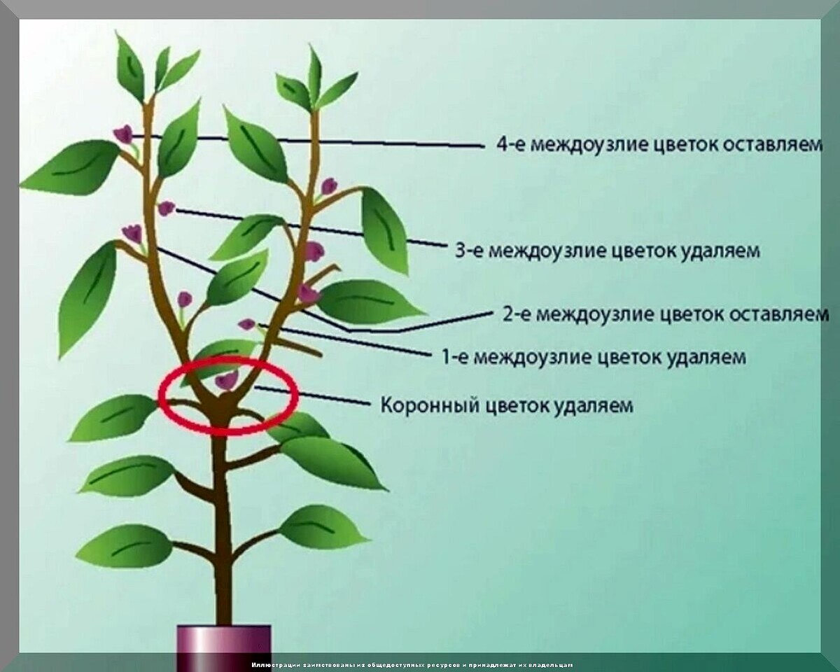 Секреты богатого урожая вкусного перца: как нужно высаживать рассаду перца и правильно ухаживать за перцами после высадки