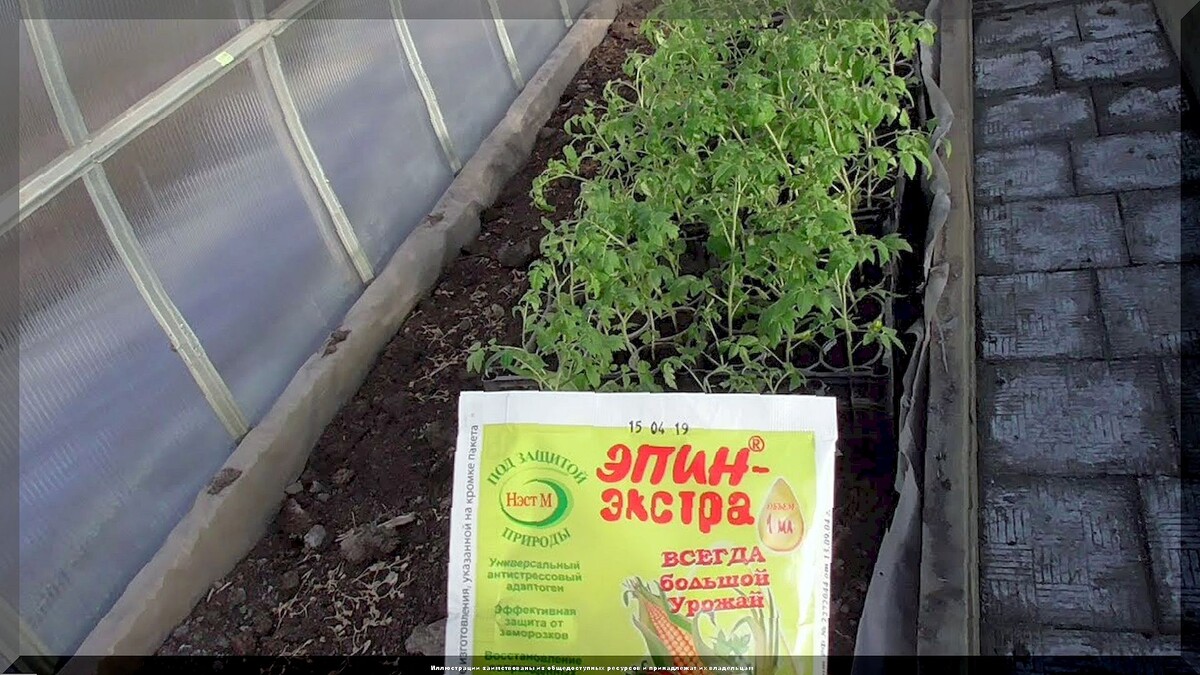 Что нужно томатам в июне для гармоничного роста: обязательные работы с томатами в первый месяц лета
