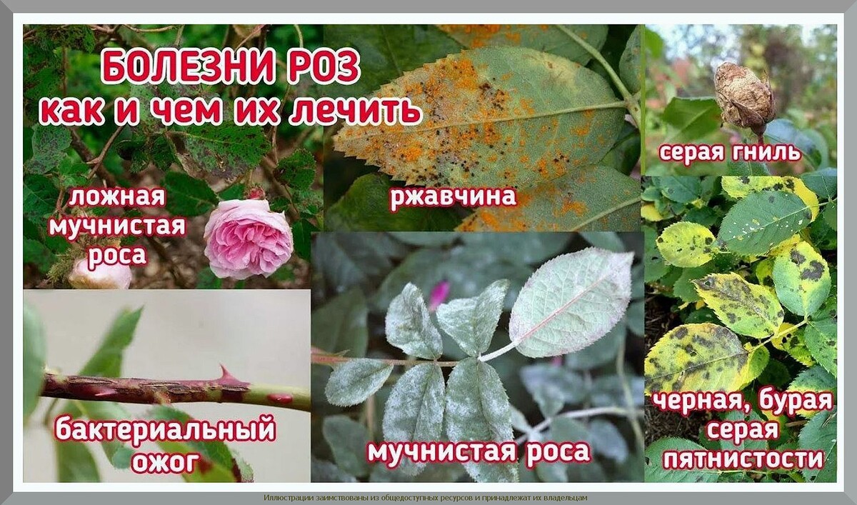 Чем дачнику заняться на участке в середине июня: очень подробно о самых важных июньских делах в саду, огороде, цветнике