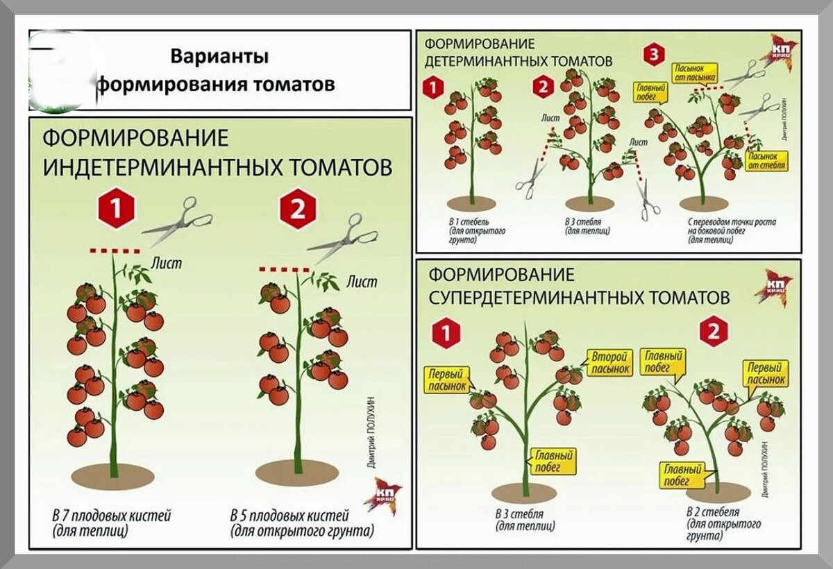 Как направить силы томата на образование плодов, а не рост зелёной массы: правильно формируем томаты и удаляем на них листья