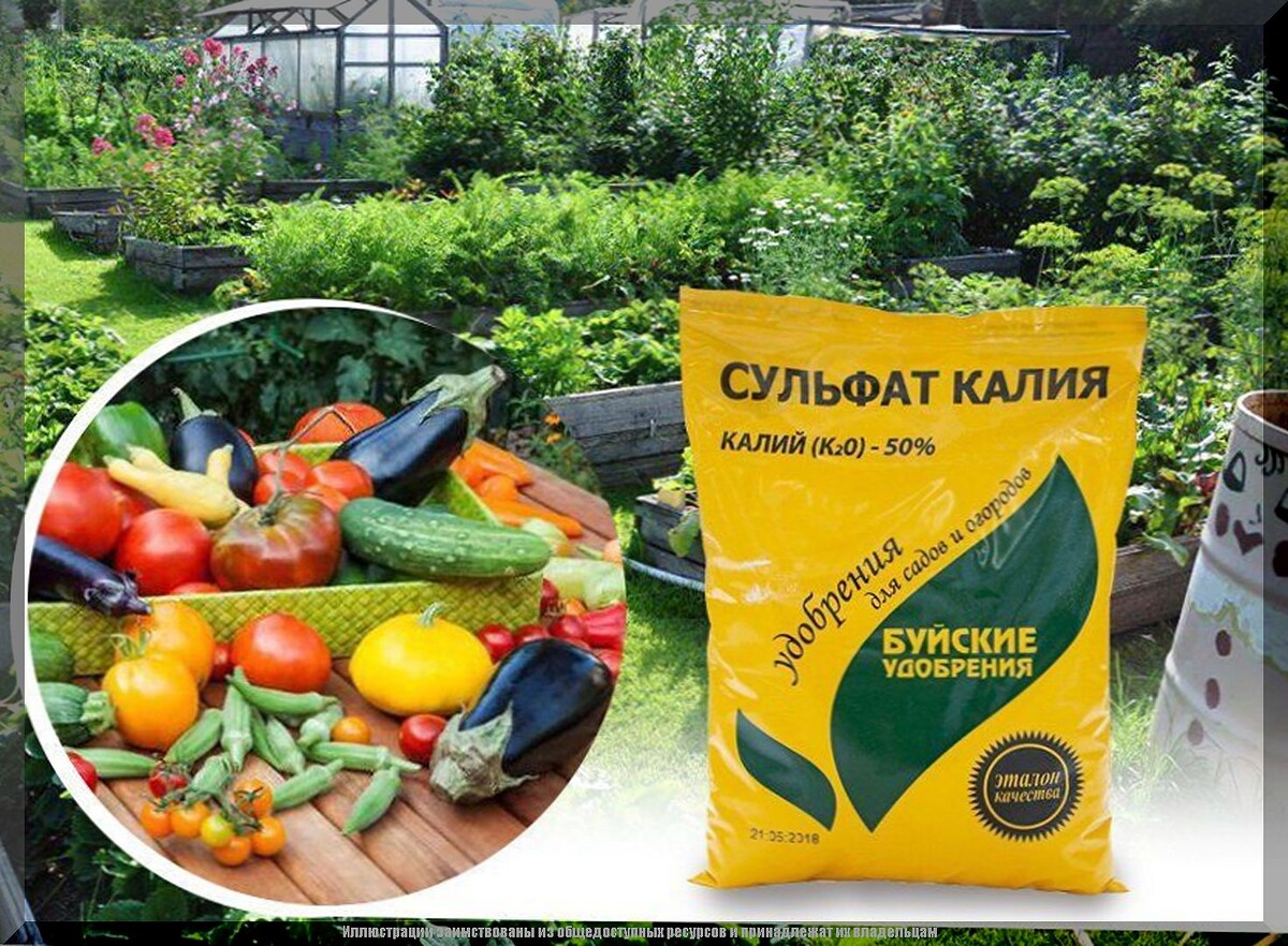 Томаты к концу июня: подробно разбираем, что обязательно нужно сделать с томатами в самый важнейший период роста и развития