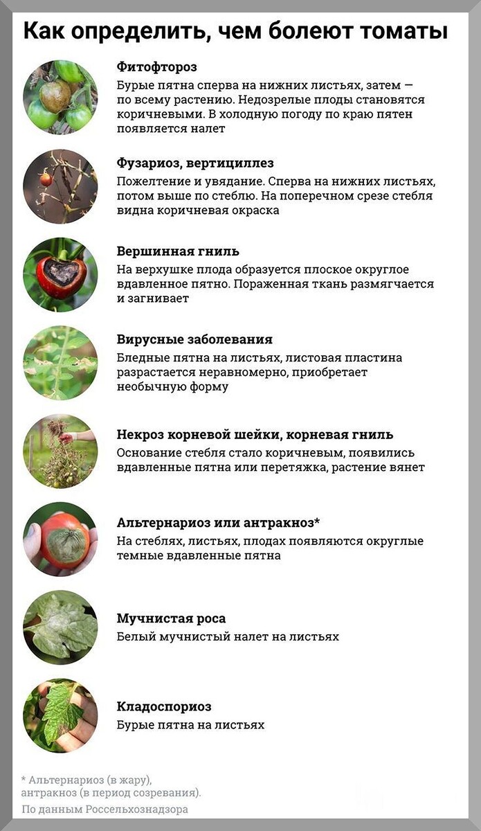 Томаты к концу июня: подробно разбираем, что обязательно нужно сделать с томатами в самый важнейший период роста и развития