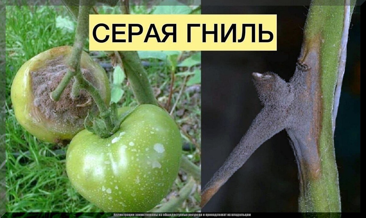 Томаты к концу июня: подробно разбираем, что обязательно нужно сделать с томатами в самый важнейший период роста и развития
