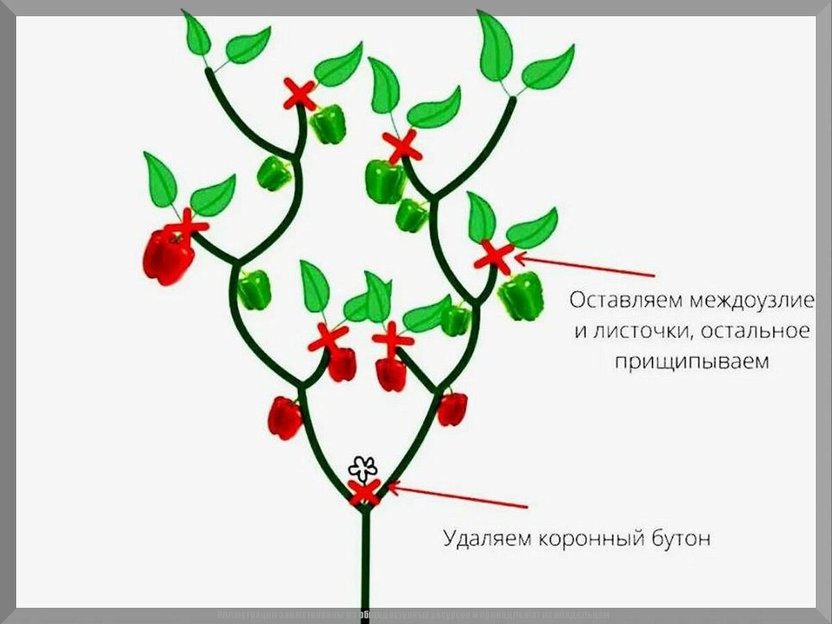 Перцы к концу июня: какие факторы напрямую влияют на хороший рост, завязываемость и урожайность перца