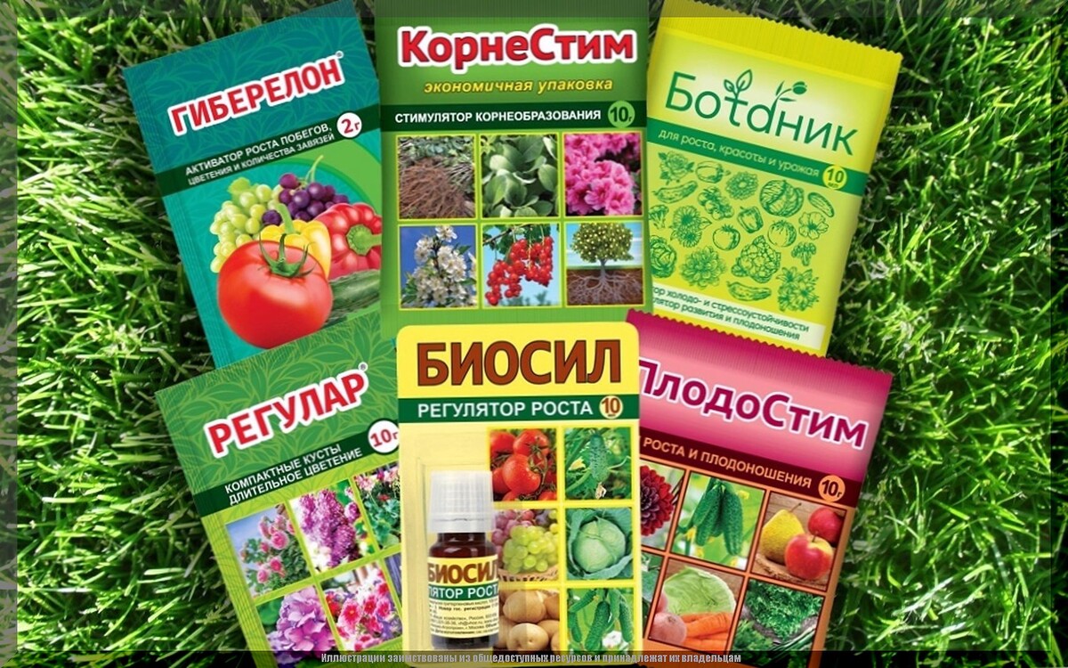 Какие стимуляторы роста растений в каких случаях применять: шпаргалка о применении стимуляторов и регуляторов роста растений