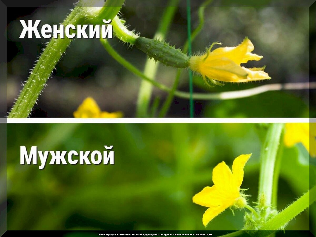 О формировке огурцов простыми словами: разные подходы к формировке пчелоопыляемых и партенокарпических огурцов