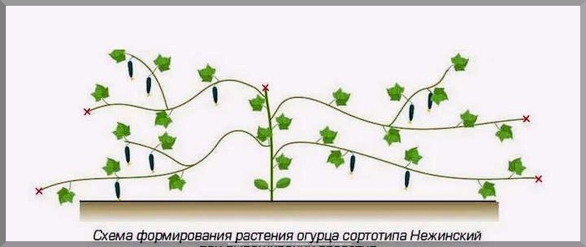 Как вырастить небывалый урожай огурцов: как сажать и ухаживать за огурцами, чтобы получить огромный урожай