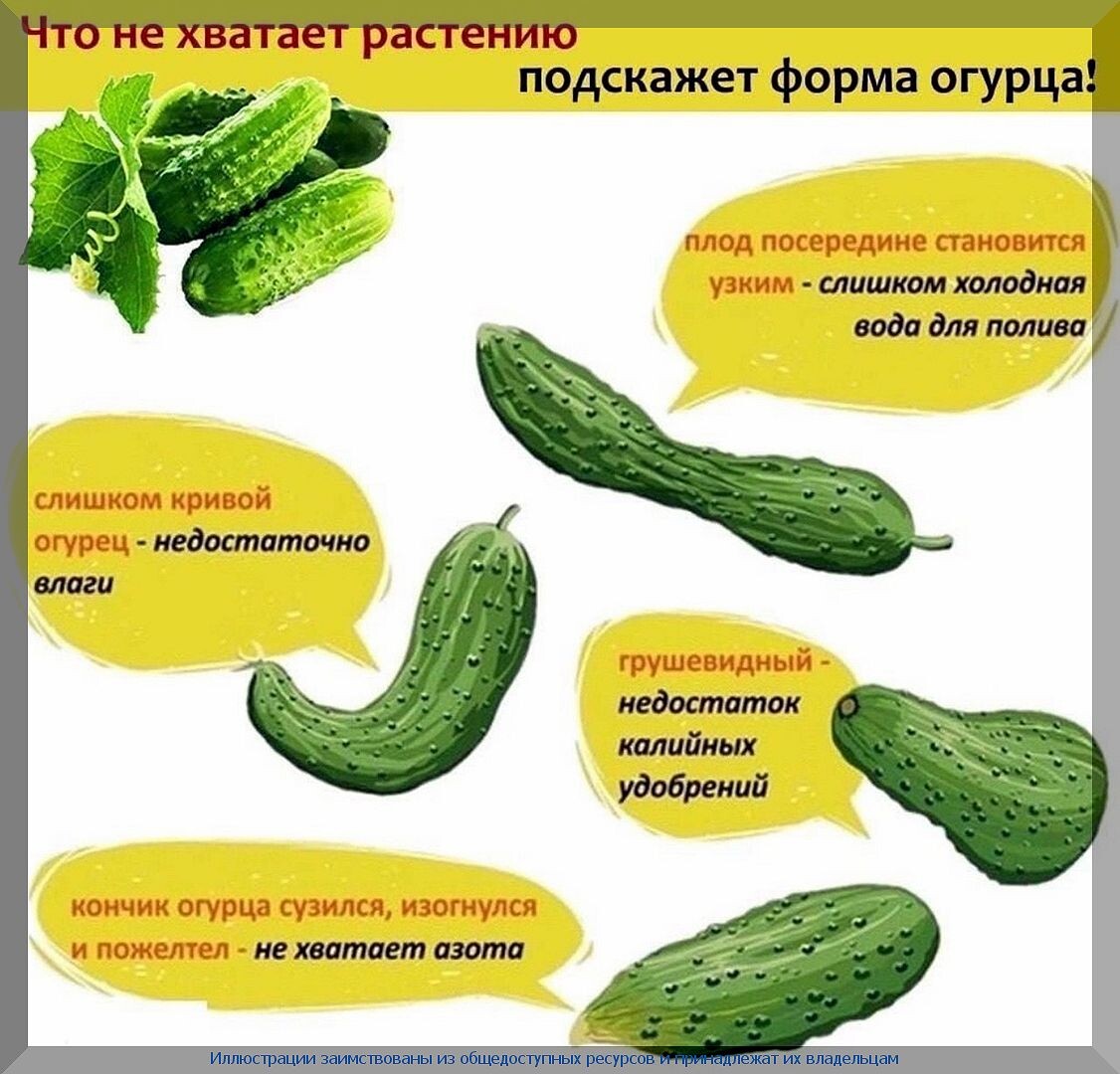 Садово-огородный ликбез: отвечаем на пятьдесят вопросов подписчиков. Июнь 2025. Часть 2