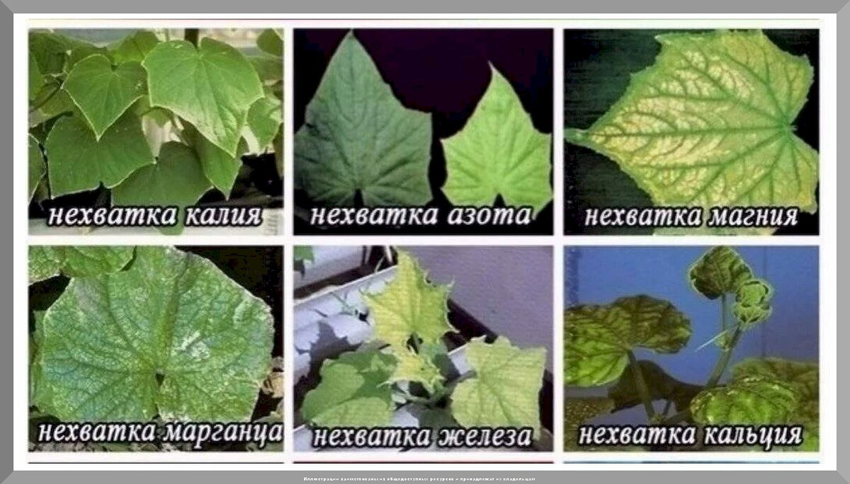 Как вырастить небывалый урожай огурцов: как сажать и ухаживать за огурцами, чтобы получить огромный урожай
