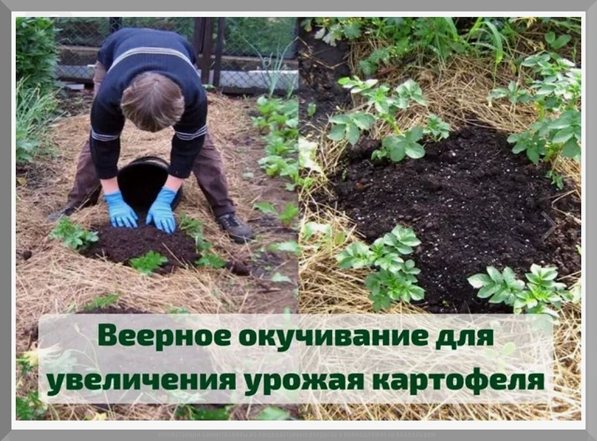 Два способа окучивания картофеля: зачем окучивать картофель и как это можно сделать