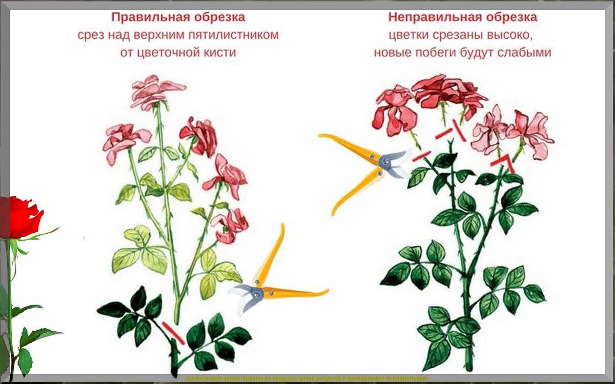 Важнейшие дела на дачном участке в июле: подробно о том, какими делами в июле заняться дачнику - в саду, огороде, цветнике