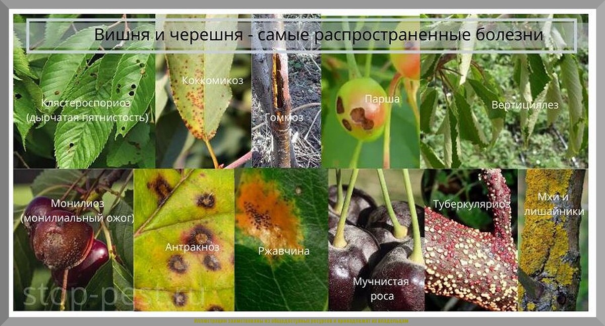 Важнейшие дела на дачном участке в июле: подробно о том, какими делами в июле заняться дачнику - в саду, огороде, цветнике