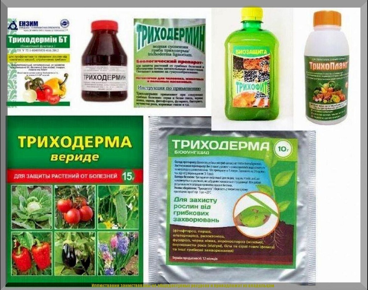Самые популярные биопрепараты: о плюсах и минусах живых биопрепаратов для защиты сада от болезней и насекомых-вредителей