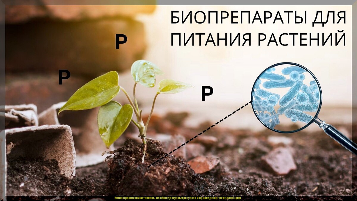 Самые популярные биопрепараты: о плюсах и минусах живых биопрепаратов для защиты сада от болезней и насекомых-вредителей