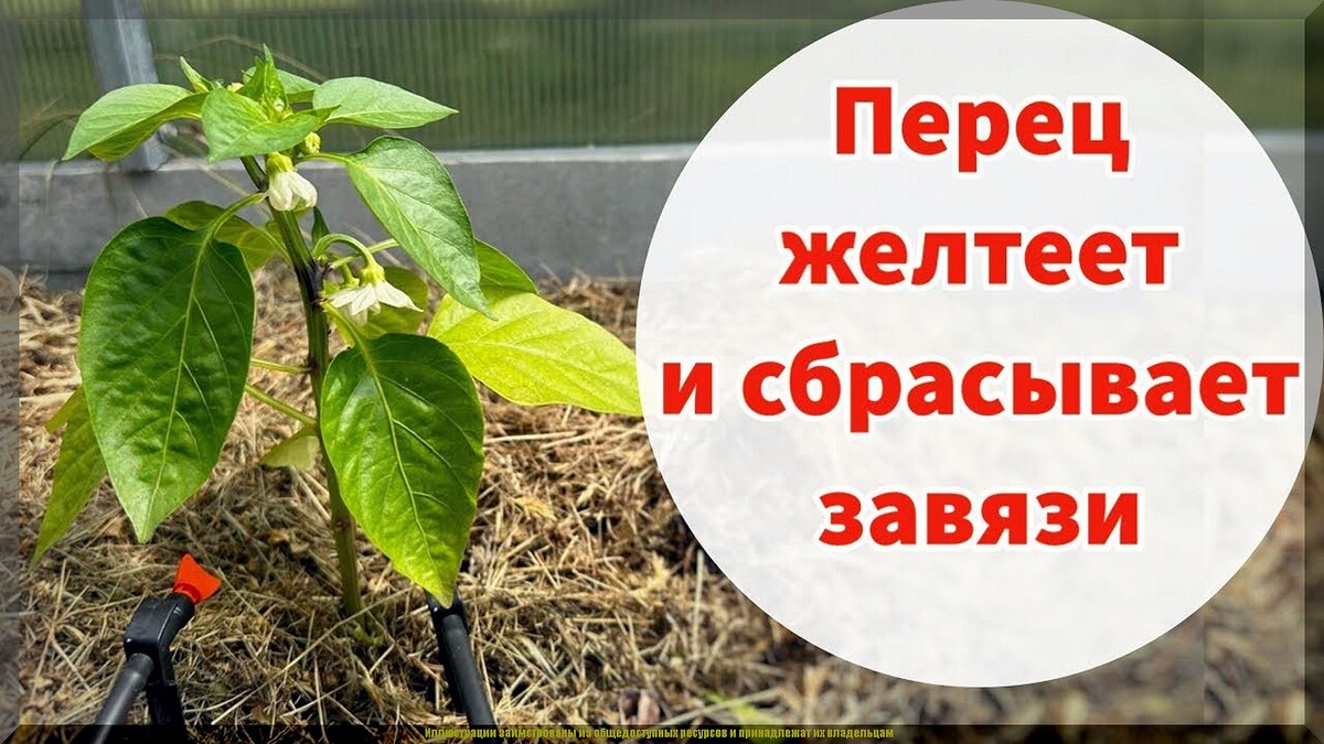 scale_1200 — 2025-07-11T131028.467