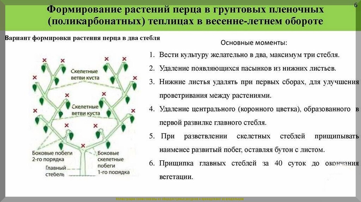 Перцы не растут и не развиваются, как им помочь: самое главное об уходе за перцами в середине лета