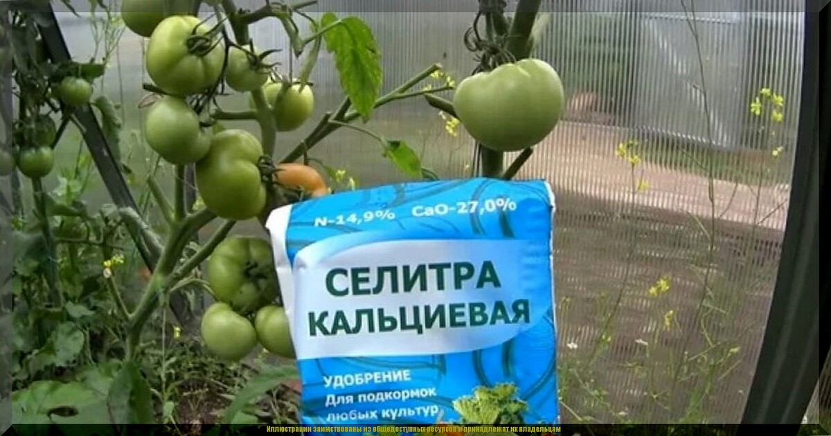 Зачем в июльскую жару подкармливать томаты кальциевой селитрой: быстро избавляемся от вершинной гнили томатов