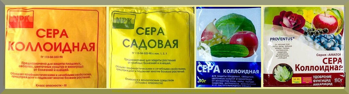 Полностью уничтожаем паутинного клеща на огурцах: как и какими препаратами бороться с паутинным клещом на огурцах