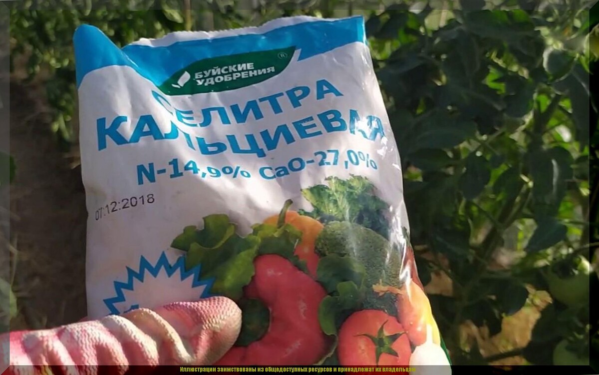 Самое важное в уходе за картофелем в июле: обязательная подкормка и защита картофеля от болезней и вредителей