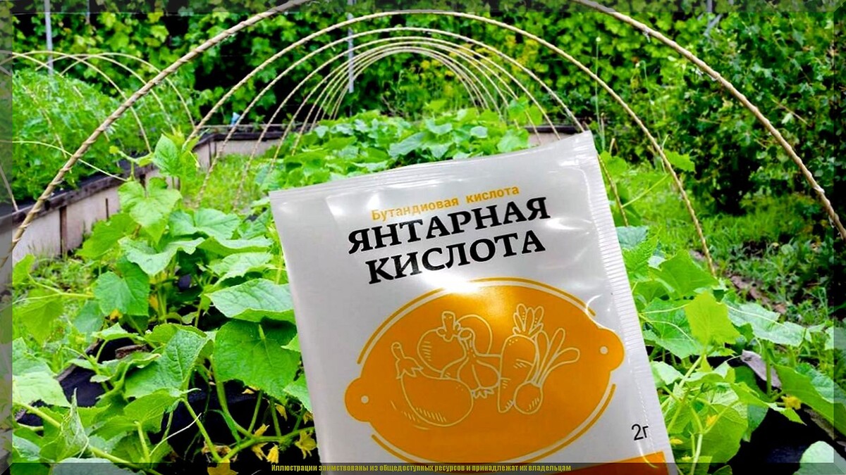 Садово-огородный ликбез: отвечаем на пятьдесят вопросов подписчиков. Июль 2025. Часть 2