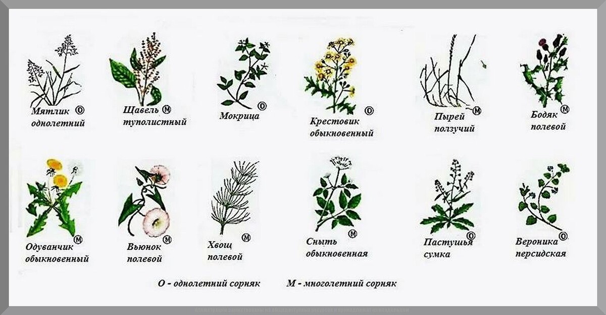 Как победить сорняки на дачном участке: рабочие способы избавления от сорняков в саду и огороде